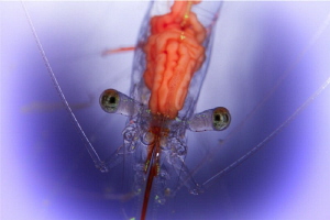 Cleaner Shrimp head by Doris Vierkötter 